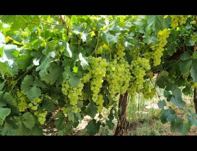 24HA FARM FOR SALE IN VIOOLSDRIF RURAL